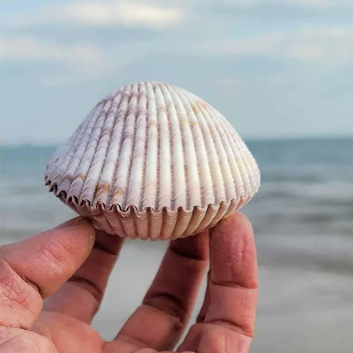 muszle do rękodzieła, Muszle naturalne duże 8~10 cm idealne na dekoracje weselne i plażowe