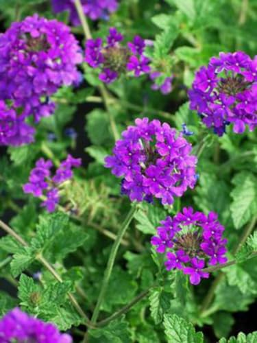 Perennial Farm Verbena x 'Homestead Purple' – Live Perennial in