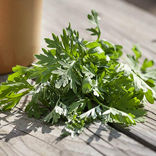 Outsidepride Perennial Artemisia Wormwood Herb Garden Plants With Aromatic Fragrance - 5000 Seeds #TOP2