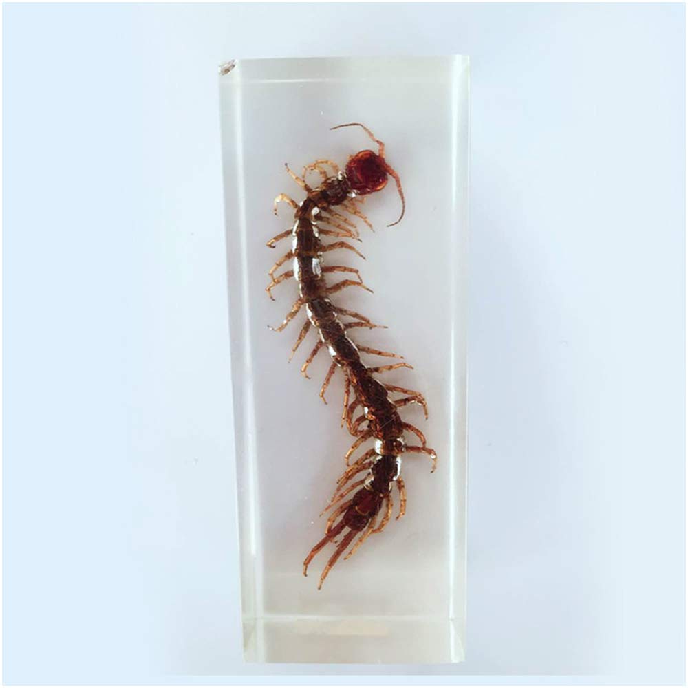 Insect En Résine Spécimen Presse-Papier Tarentule Collection Science