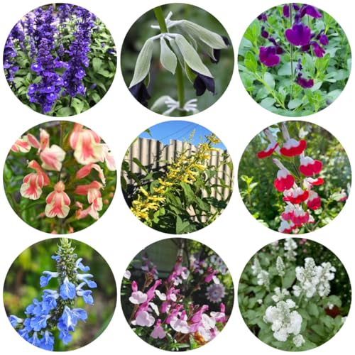 semillas de salvia, jardín de Decoración jardín para exteriores Siembra otoñal para lugares soleados regalos los 1000pcs