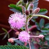 100Pcs Mimosa Samen Spezielle Blätter Duftenden Blumen für Pflanzen Schaffen EINE Schöne Garten Landschaft Einfach-zu-pflege vielzahl Geeignet für Anfänger