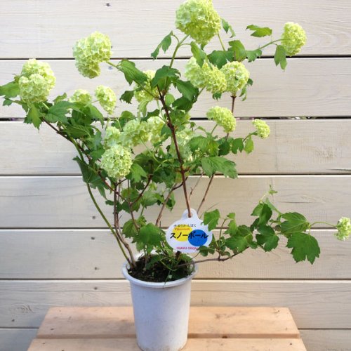 初夏のお花❤︎ビバーナム【スノーボール】 初夏の爽やかさを伝える、お洒落な枝物。ビバーナム・スノー