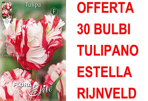 OFFERTA 30 BULBI TULIPANO PARROT ESTELLA RIJNVELD BULBS BULBES