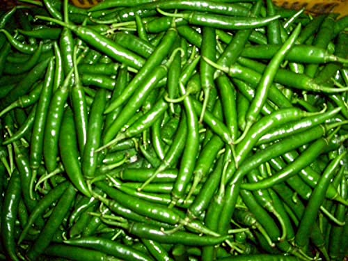 Image of FarmCrane Green Chilli Seeds Seeds Pack mirchi (10 Seed)