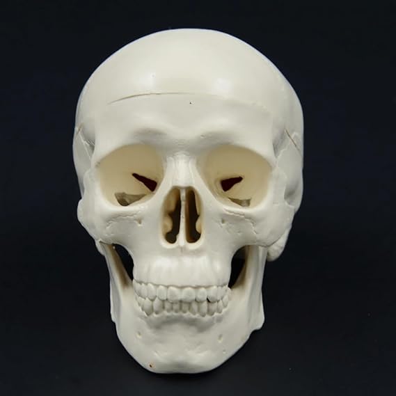 Mini Skull Model Artistic Sketching Human Skull Sculpture with Detachable Parietal Bone, Movable Jaw and Articulated Mandible, 3 Part, 1078cm