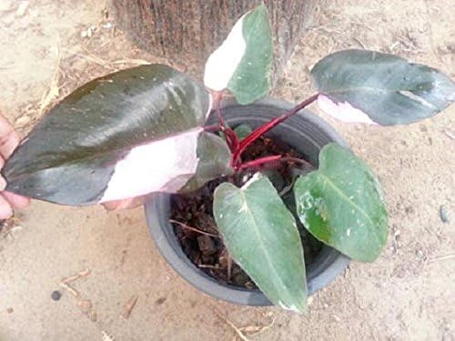 1 seedding Lives Philodendron Erubescens, Pink Princess Plant