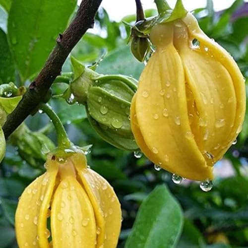 Image of Live Hirwa Chafa Plant | Hari Champa Grafted Flowering Plant | Fragrant Champa Outdoor Plant for Home Garden Balcony Terrace