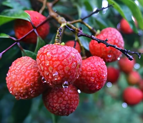 Image of Air Layering Hybrid CHINA 3 Variety Litchi plant, Sweet Tasty Litchi Plant. Pack of 1