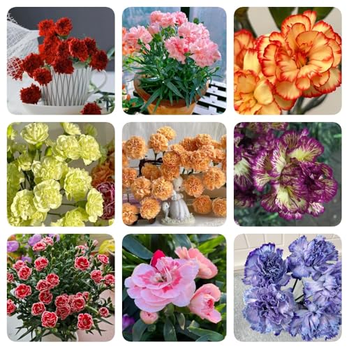 Semi di garofano, semi di garofano selvatico, da balcone regali da giardino per le donne per luoghi soleggiati decorazione soggiorno 650pcs