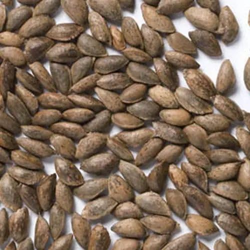 Weymouth/Eastern White Pine Seeds - Pinus strobus - Hardy Conifer Tree, 10
