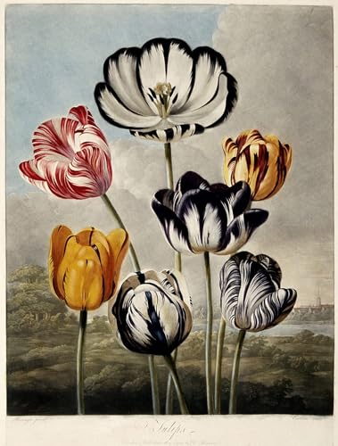 Peinture décoration chambre tulipes pour une ambiance zen