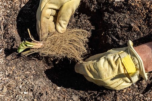 Wieloletnia hosta Midnight Blue - odporna na cień bylina, idealna do granic ogrodowych i kształtowania krajobrazu, bogate liście - 6 cebulek-F