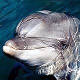Dolphin Diana