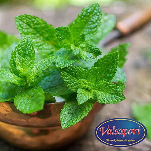 Sonnengetrocknete Pfefferminze - 100 gr Beutel | Vegan Glutenfrei | Getrocknete Minze für Menthol-Tee-Aufgüsse | 100% natürliche aromatische Kräuter aus sizilianischem Anbau erster Qualität (Minze)