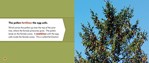 From Cone to Pine Tree (Start to Finish, Second Series) - Image 3