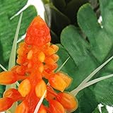 Ruilogod Decoración de paisaje acuático para el hogar, peceras, paisajes, plantas acuáticas