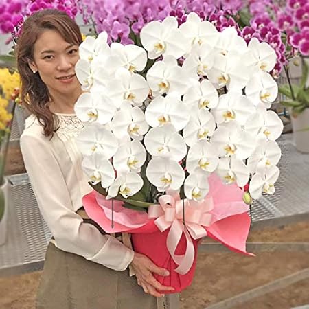 Amazon 胡蝶蘭専門店はなやか 胡蝶蘭 白大輪 3本立ち 24輪以上 観葉植物 オンライン通販