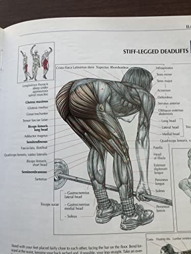 Human Kinetics Delavier, Frederic Strength Training Anatomy thumb #3