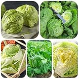 semillas de lechuga iceberg orgánica de jardín perennes resistentes lechuga iceberg invierno, resistentes para jardín, 1200pcs