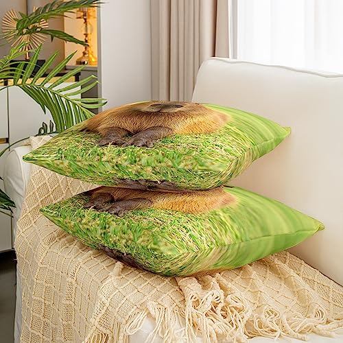 Housse de coussin Capybara 60x60 cm pour canapé triste - 4