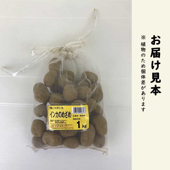 Amazon.co.jp: 種 じゃがいも インカのめざめ 1kg 芋サイズ：2S～M
