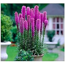 Purple Blazing Star - 10 Fresh Bulbs - Liatris Spicata Flower Bulb - Perennial Gayfeather Plant for Planting Outdoor - Perfect for Borders and Landscapes