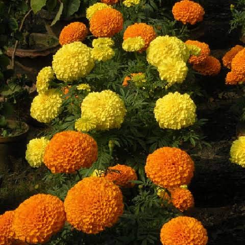 IndianAgro African Marigold Big Flower Seeds - Hybrid Mixed Flower - 30 Flower Seeds (B07Y6P55GC) Amazon Price History, Amazon Price Tracker
