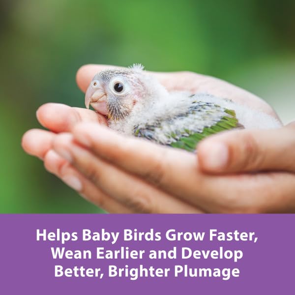 Kaytee Exact Handfeeding - Baby Bird 18 oz, Instant Formula