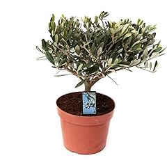 Zimmerpflanze von Botanicly – Olivenbaum...