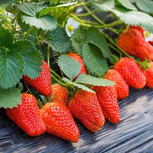 2200+ Seeds Perpetual Strawberry Four Seasons Strawberry Seeds Fruit Seed For Planting Heirloom Non-Gmo Seed For Hydroponic Garden Sweet High Yields #TOP1