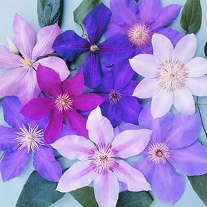 Gardenersdream 3er Clematis Kletterpflanzen Mix