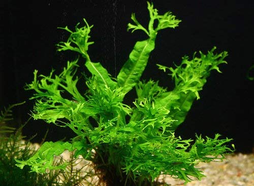 Maalavya Live Aquarium Aquatic Plant Estrogen Java Fern Windelov (15 to 20 Leaves)