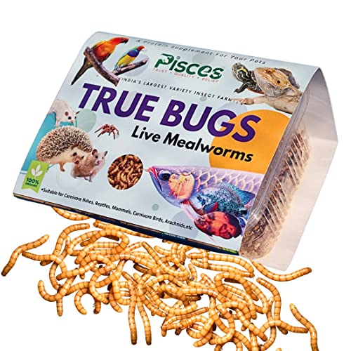 Image of PISCES True Bugs Live Larvae Mealworms - 1000 Pcs | High Protien Treat Food With Natural Supplement For All Life Stages Aquarium Fishe Like Arowana, Flowerhorn, Oscar And Birds, Reptile