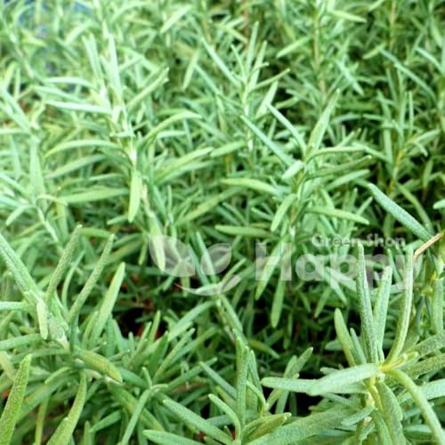 Russian Tarragon - 2000 Seeds + Freebie + Plant Tag - Artemisia Dracunculus