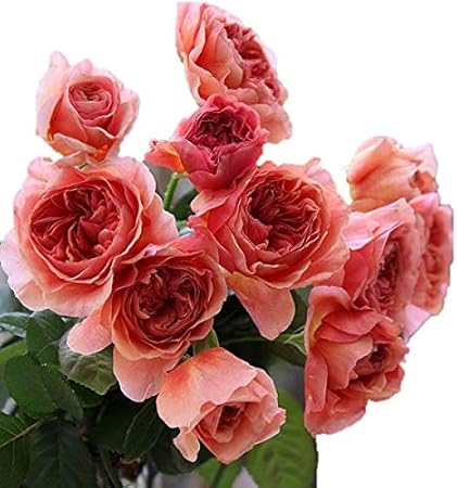 Amazon バラ苗 かおりかざり 国産大苗オリジナル角鉢6号 ハイブリッドティー Ht 四季咲き大輪 オレンジ系 花