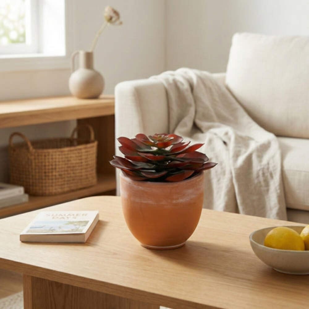 Madison & Mayfair Echeveria Succulent in Pot – 13cm Succulent Plant Red