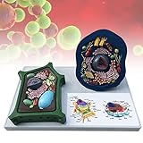Modelo de Comparación de Células Animales y Vegetales, Protección y Seguridad Del Medio Ambiente, Exhibición de Investigación, Modelo Médico de Enseñanza, Modelo de Anatomía de Órganos Biológicos