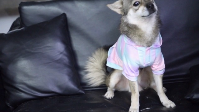 Tie Dye Dog Hoodie Soft and Breathable Dog Hoodie for Small Medium Dog Puppy Clothes Dog Sweater with Pocket Pet… - Image 7