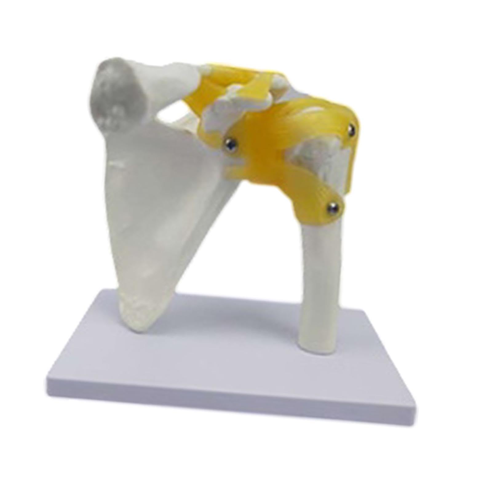 Modelo de Articulación Humana, Herramienta Científica para La Enseñanza, Modelo de Esqueleto Realista, Resistente Y Ligero para Exhibición Y Estudio D, Hombro