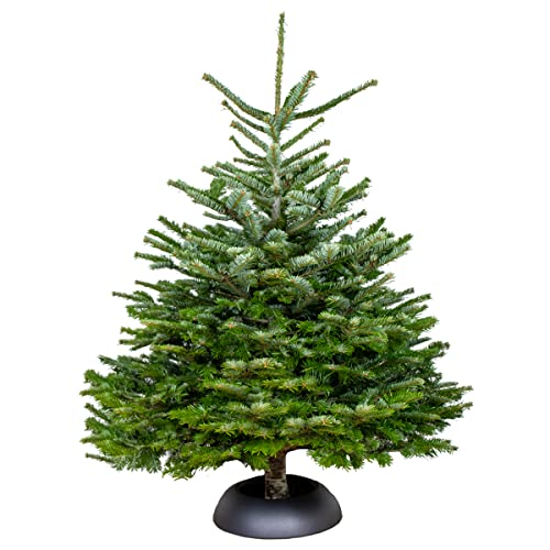 Bloomique - Nordmann Weihnachtsbaum Echt - Tannenbaum - Höhe 125-150 cm - Gesägt Ohne Wurzelballen - Ohne Baumständer Geliefert