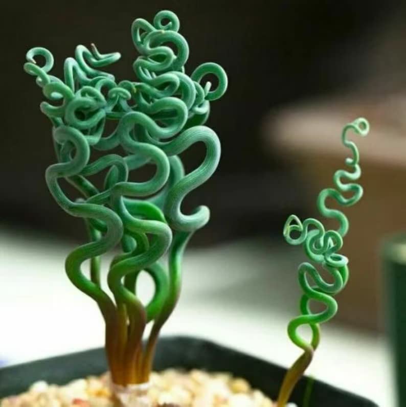 NooElec Seeds India 35+ SEEDS- Living Stones Flower Succulent Cactus Rare Succulent Seeds- Grow Indoor & Outdoor (B0C66FBDWR) Amazon Price History, Amazon Price Tracker