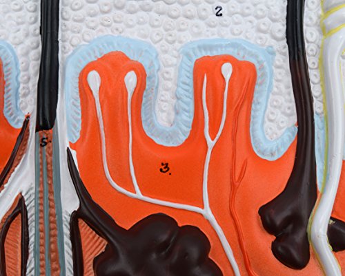 Image of EISCO Human Skin Model, 300x Enlarged - with Hand Painted Details - Mounted on Base, 13 inch x 10 inch