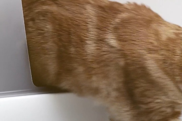 Caja de arena con paredes altas para gatos grandes miniatura 7