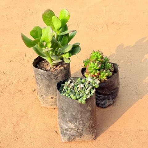 JRN Best Nursery Set of 3 - Crassula Ovata/Dhan Kuber, String of Pearls Succulent & Jelly Bean Succulent in 3 Inch Plant Nursery Bag-image-22