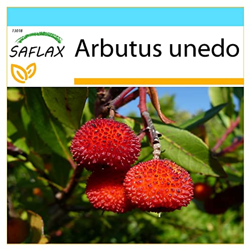 SAFLAX - Gift Set - Strawberry Tree - 50 Seeds - Arbutus unedo