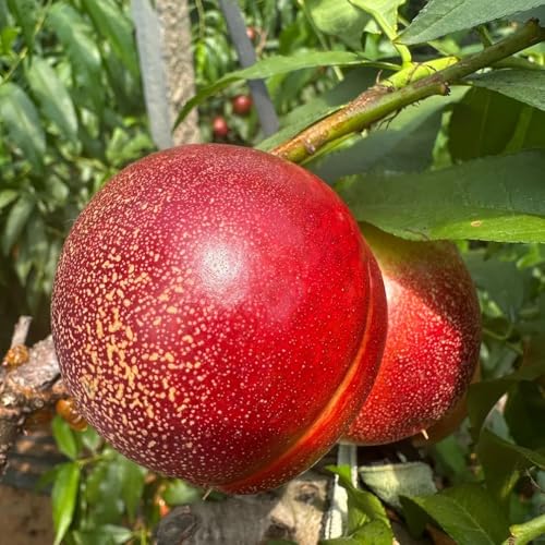 Nektarinenbaum kräutersamen pflanzenkübel pflanzensamen obstpflanzen winterharte stauden mehrjährig säulenobst balkon garten obstbäume zwergobstbäume bio obstbaum hochbeet balkon 8samen