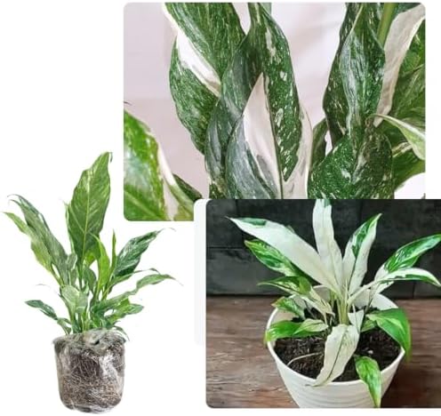 Peace Lily Plant Indoor Live, Well Rooted Peace Lily House Plant,...