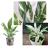 Peace Lily Plant Indoor Live, Well Rooted Peace Lily House Plant, White Flower, Plant Peace Lily Houseplant (Variegated)