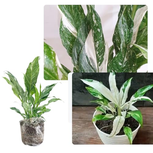 Peace Lily Plant Indoor Live, Well Rooted Peace Lily House Plant,...